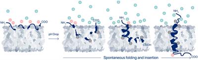 Aiming the magic bullet: targeted delivery of imaging and therapeutic agents to solid tumors by pHLIP peptides